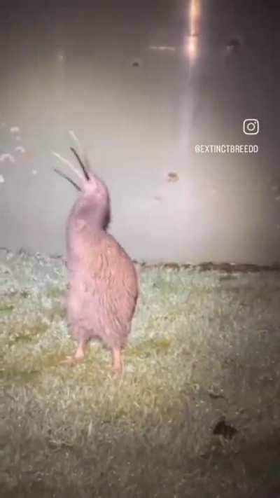 Rare footage of a Kiwi bird