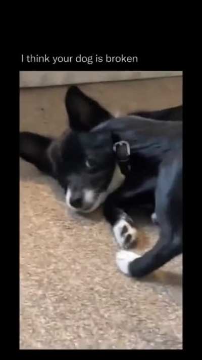 I will never call my dogs stupid again.