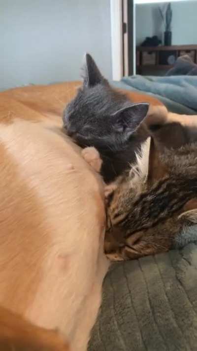 Pitbull mama nursing her foster kittens