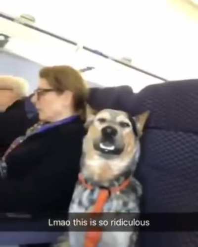 Best Passenger Ever.