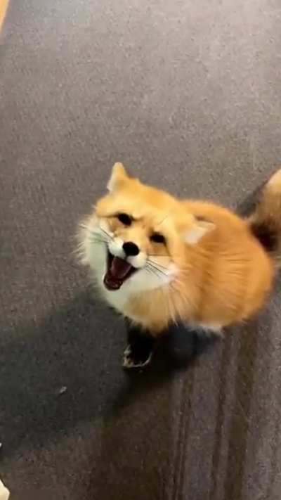 Yay boopo foxxo