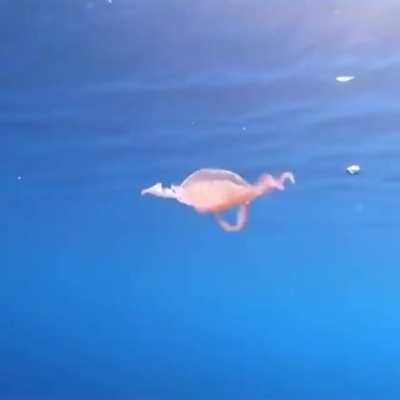 Jellyfish sucked into ring vortex