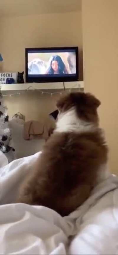 Poor doggie