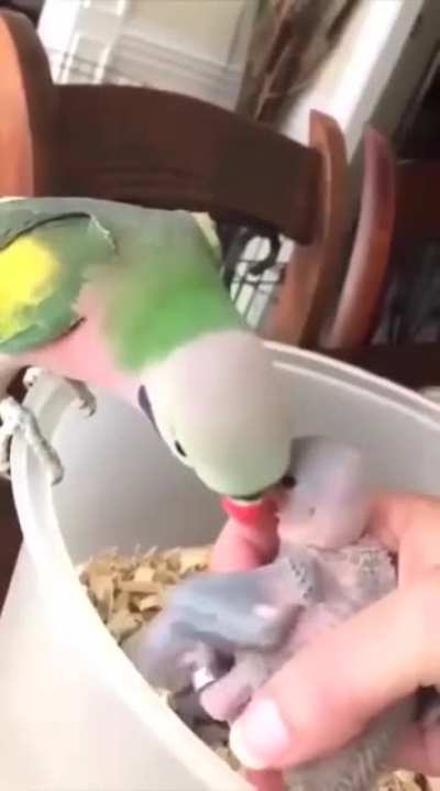 Попугайчики