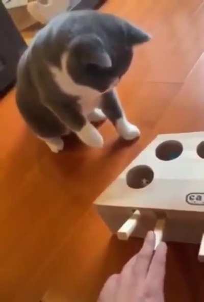 Cat fight prank