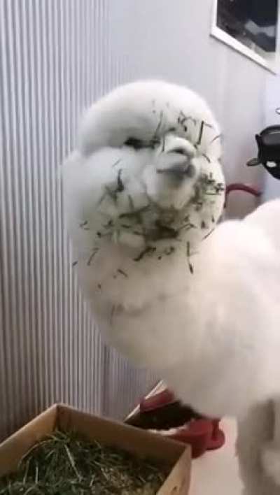 Nom Nom Nom