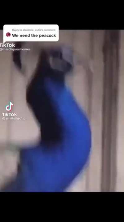 Peacock