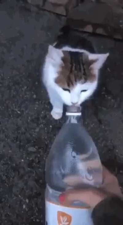 28814