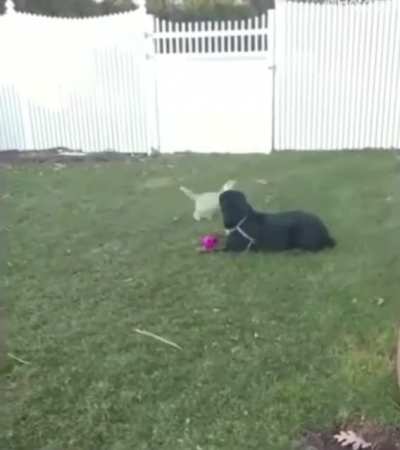 woof meets WOOF
