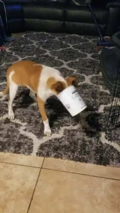 Our foster puppy got his head stuck in the yogurt container that we let him lick