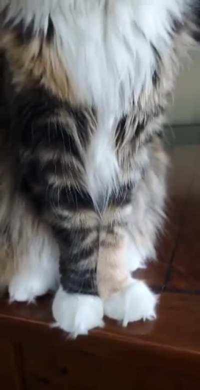 My bf’s maine coon, Mocha, is gorgeous