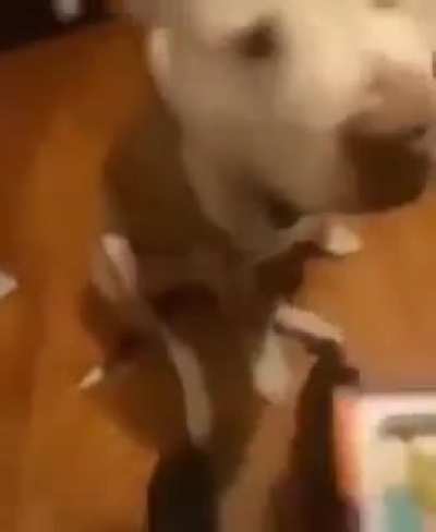 Dogs aren't supposed to eat jellybeans