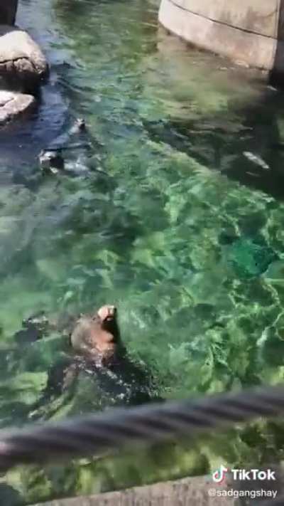 Seal meal