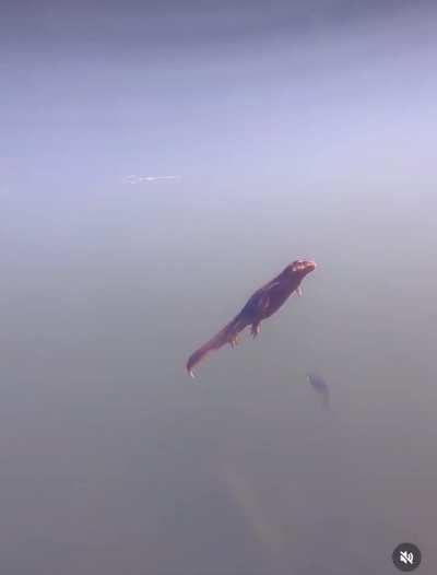 These newts are cute but the low visibility is giving me ANXIETY