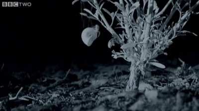 Spider pulls shell into a tree for shelter