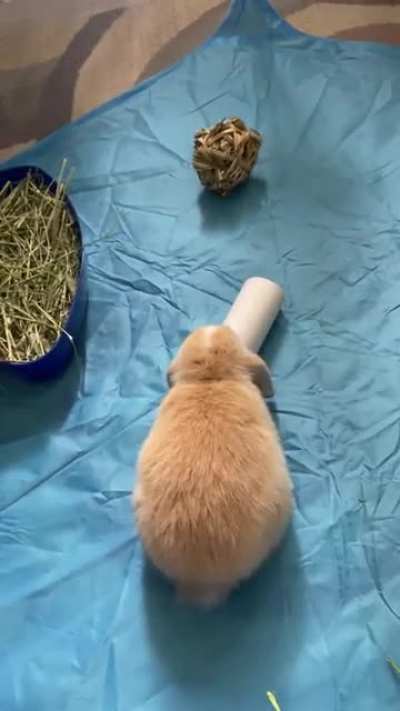 Truffle 😍