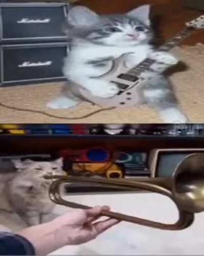 Cat music