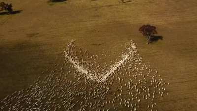 Farmer, Ben Jackson from Guyra in NSW, found a special way to pay tribute to his Aunty Deb Cowdery. He wasn’t able to go to the funeral because of border closures. “I feel a bit hopeless here on the farm, but I wanted to show my love somehow,”