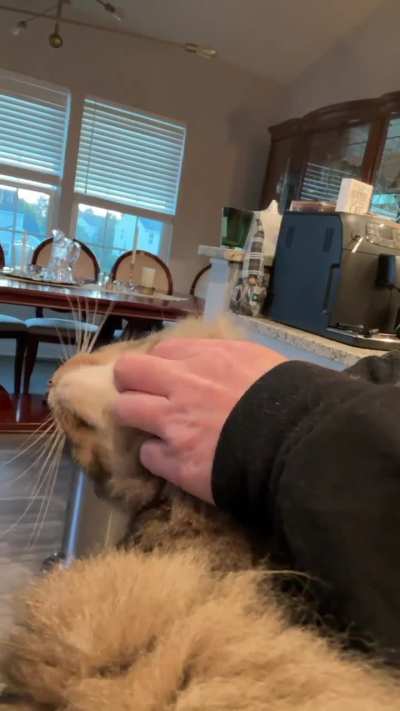 Some recent snuggle videos to start your Monday. Sorry for the weird angles but it isn’t the easiest to capture his cuteness. 😻