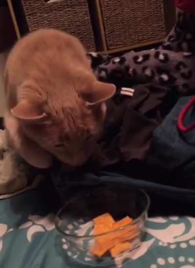 Kitty want Cheeze