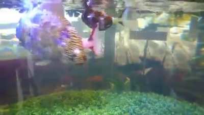 These lifelike robotic fish in Japan