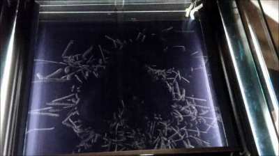 This is what Alpha radiation looks like in a cloud chamber