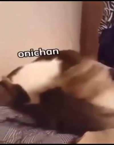 Nani!