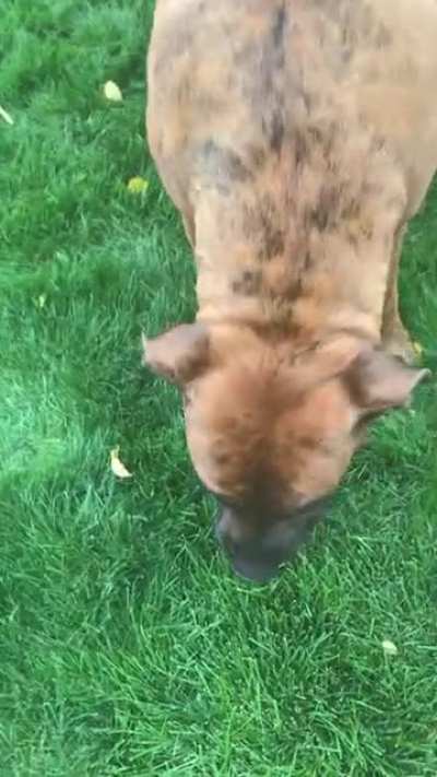 Pups haven’t figured out this fetch thing
