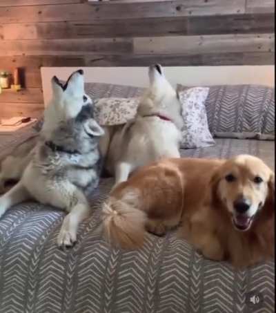 The golden is me