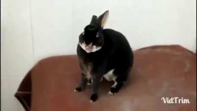 rabbert