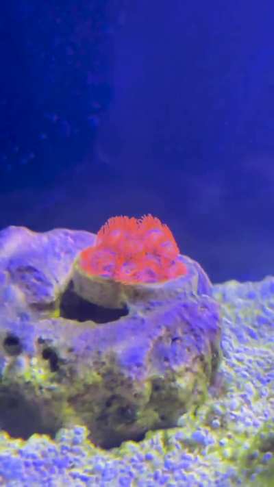 How does my zoanthid look?