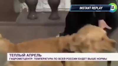 #Dog steals broadcasters mic