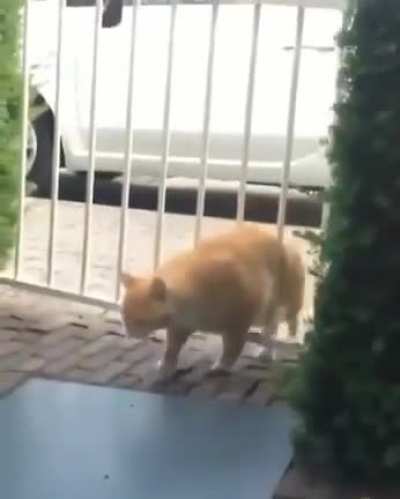 A chonk walks through a gate!