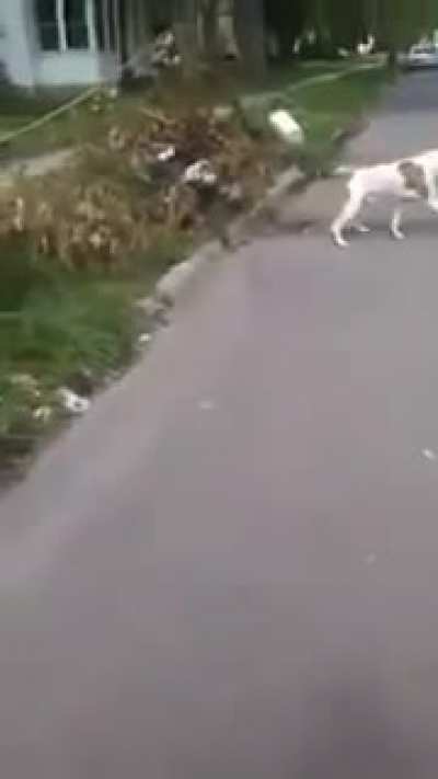 Pitbull defends his owner from a loose dog