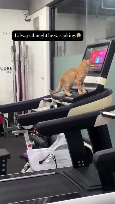 Cat starts the treadmill and starts exercising