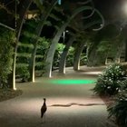 Snake in the arbour