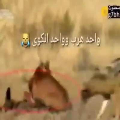 mashAllah ☝️ فلسطيني شجاع🇵<wbr>🇸 flopa Wersus 3 आवारा कुत्त<wbr>े wideo stolen 2017 urdu whatsap gruop content 2021 🚰 sponsered by @7eka<wbr>ya_pe<wbr>rfume @wdl 😂 सर्वश<wbr>्रेष्<wbr>ठ इंस्ट<wbr>ाग्रा<wbr>म पेज अरबी with sound 472p punja<wbr>bdown<wbr>load.<wbr>kings<wbr>alman<wbr>.ar