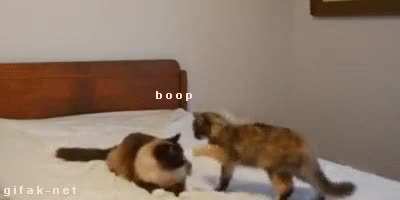 Boop_irl