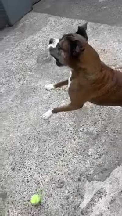 My Friends Boxer.