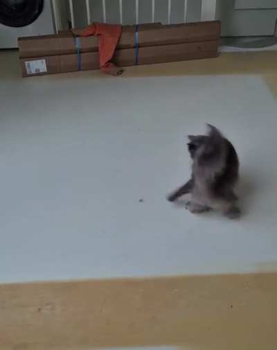 I can't stop laughing over my cat Mirin having zoomies on the smooth attic floor