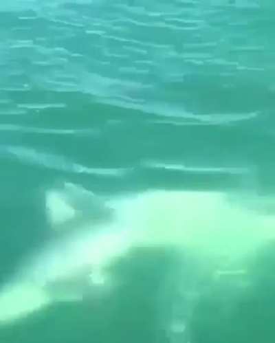 Baby Shark....