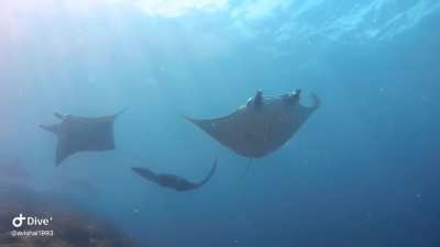 The Great Manta Rays of Nusa Penida