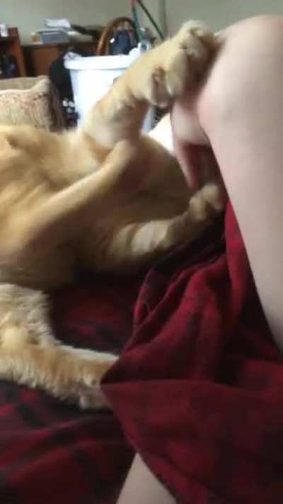 My cat is a very good boy sometimes