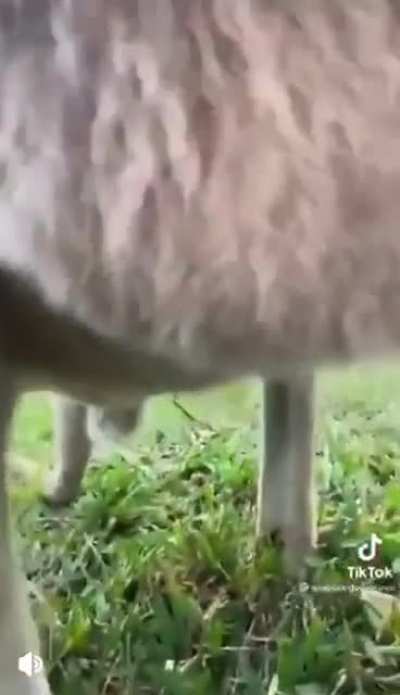 ever wondered what's inside a kangaroo's pouch? (OP in the comments)