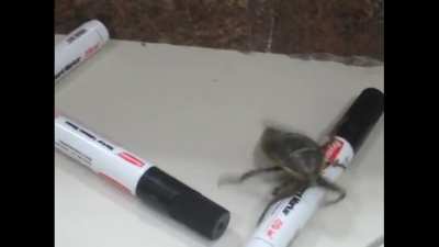 Never mess with bugs