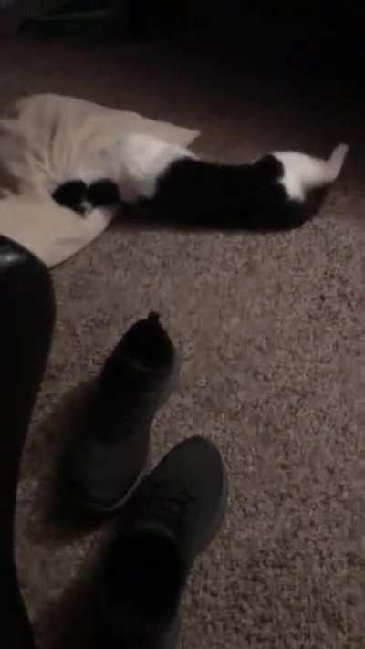 I think my cat stole all my acid