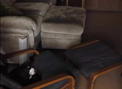 How to deal with a cat in heat