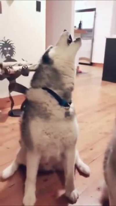 Dogs being dogs