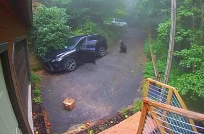 Trying to escape a bear in your car