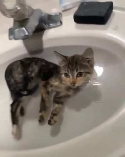 p0Or kiTTeN Dr0wNs wHiLe CAmErAMaN jUst FiLMs aNd W0n